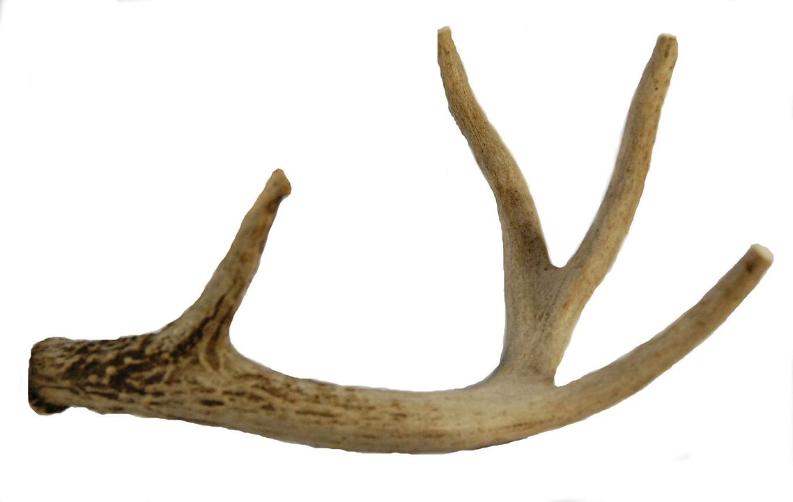 Zxcvbnmqwt Deer Panta in the capsules